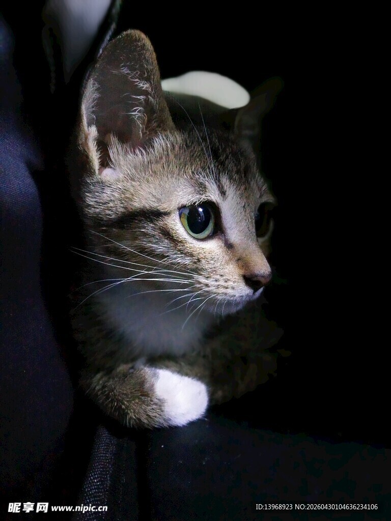 可爱小猫安静趴坐