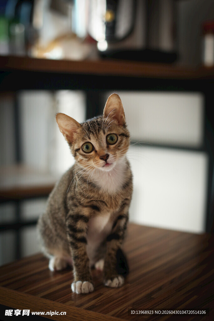 可爱小猫端坐木质桌面上