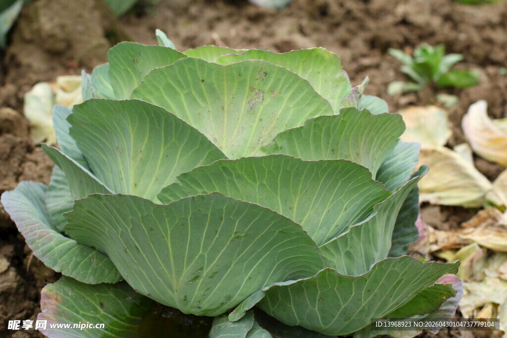 翠绿卷心菜 生机盎然