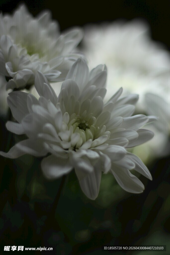 白色菊花特写