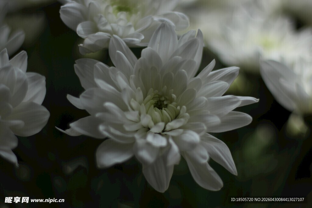 白色菊花特写