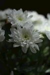 白色菊花特写