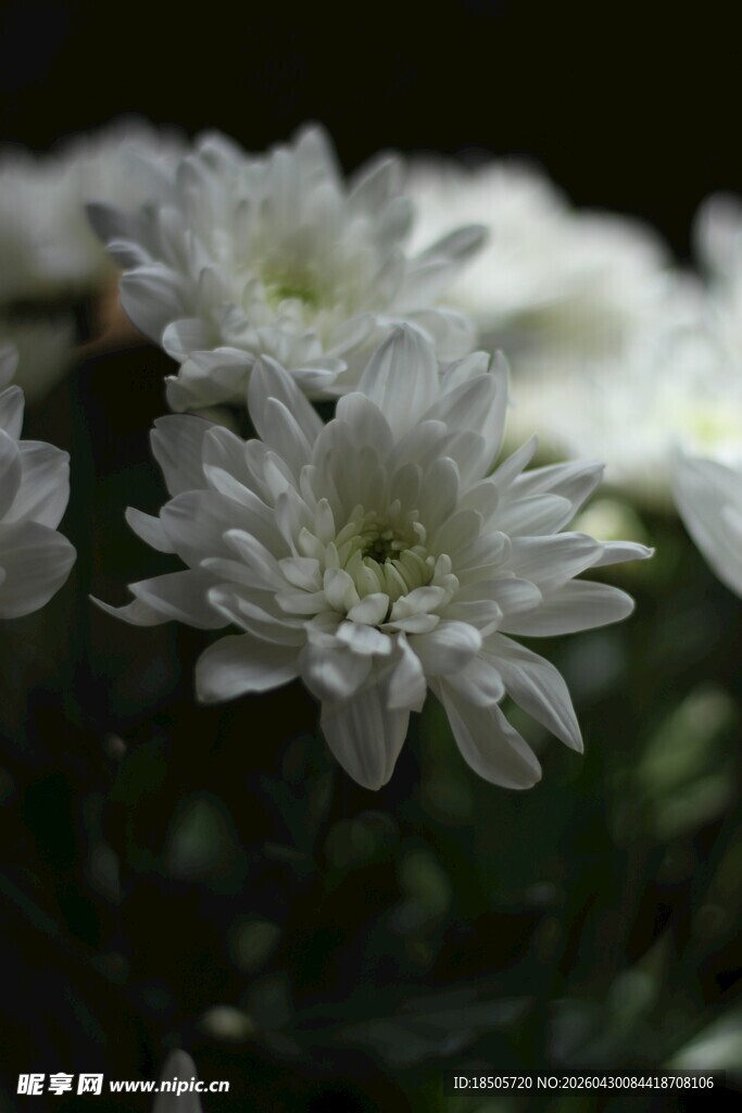 白色菊花特写