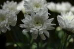 白色菊花绽放