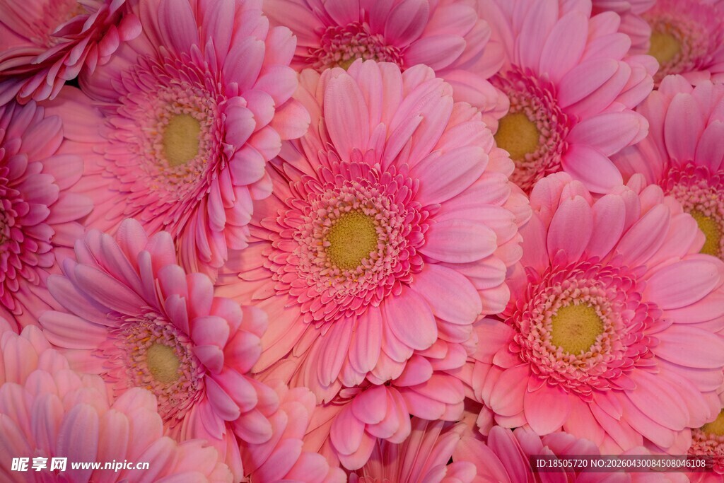 粉色非洲菊繁花锦簇