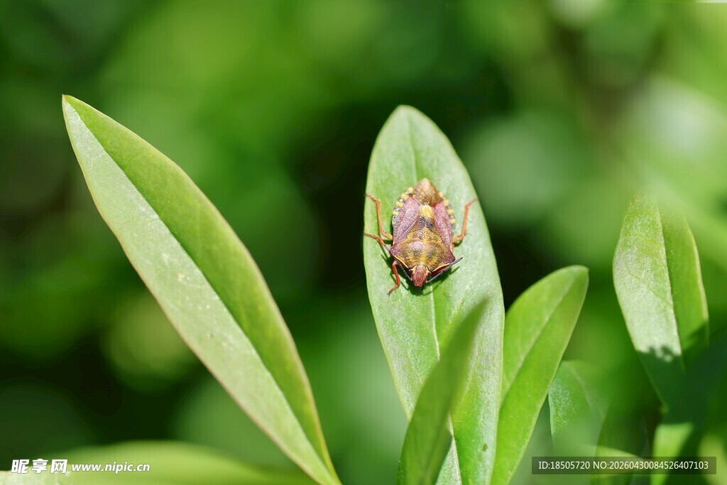 绿叶上的彩色甲虫