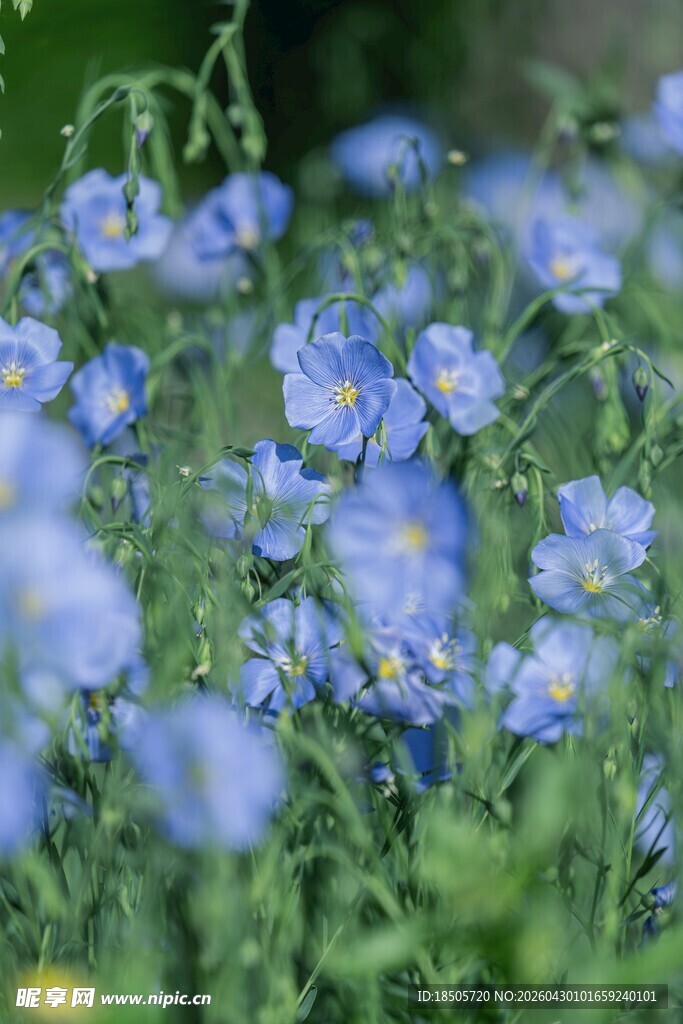 蓝花绽放于绿意间