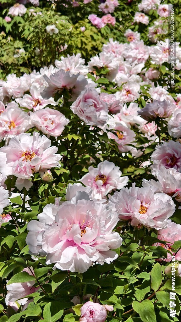 牡丹雪映桃花