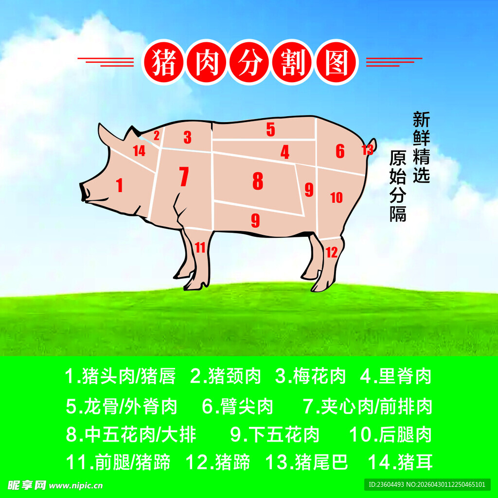 猪肉分割图