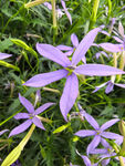 北京海淀公园的花奔展