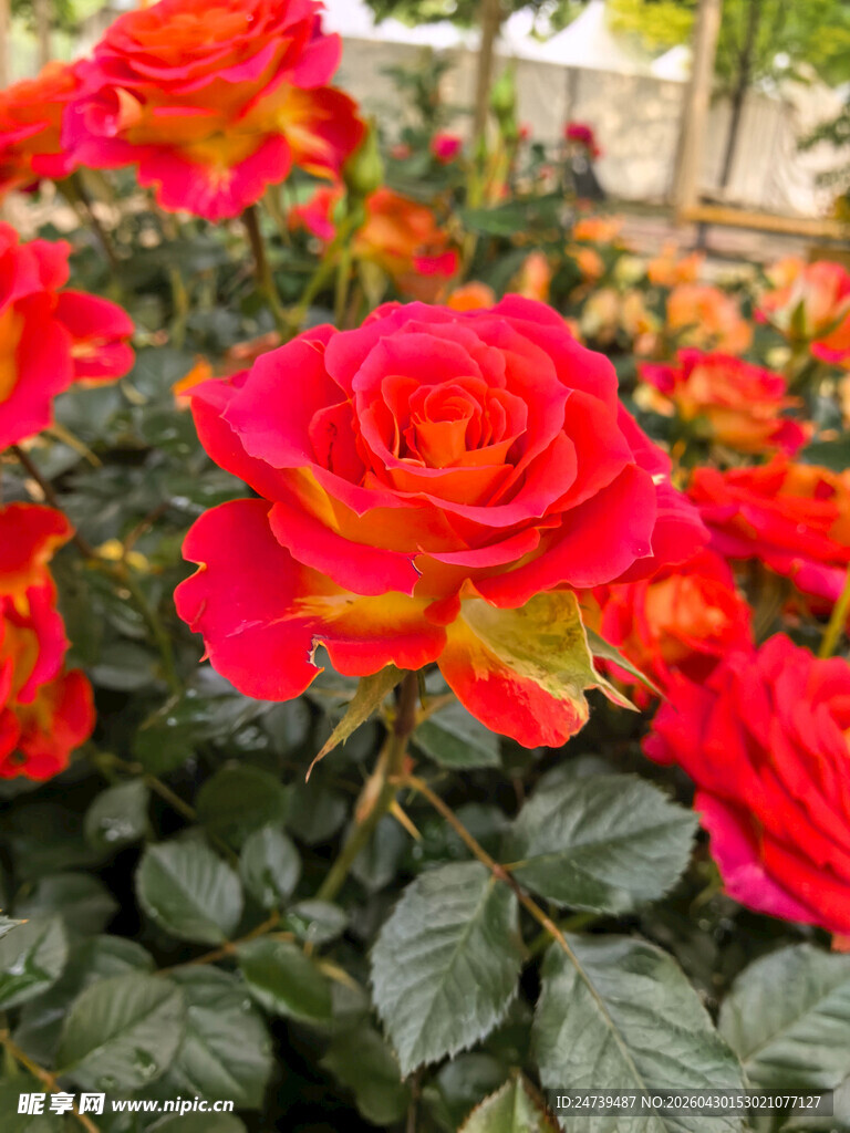 北京海淀公园的花奔展