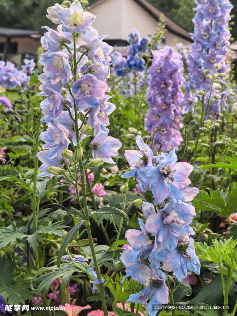 北京海淀公园的花奔展