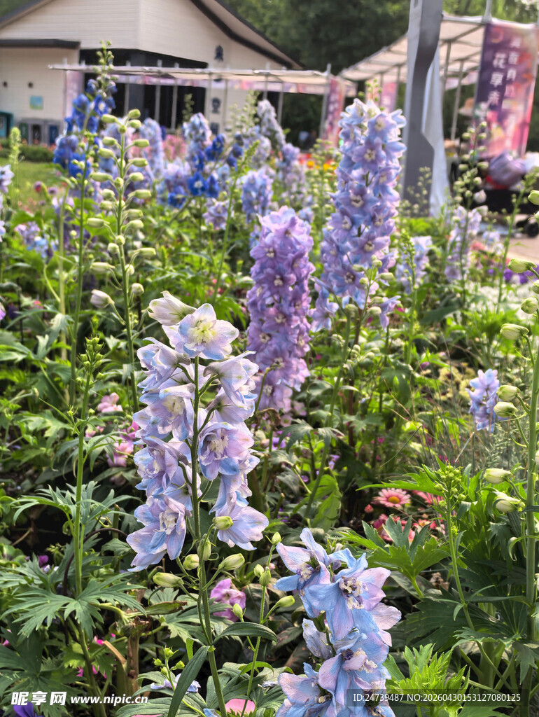 北京海淀公园的花奔展