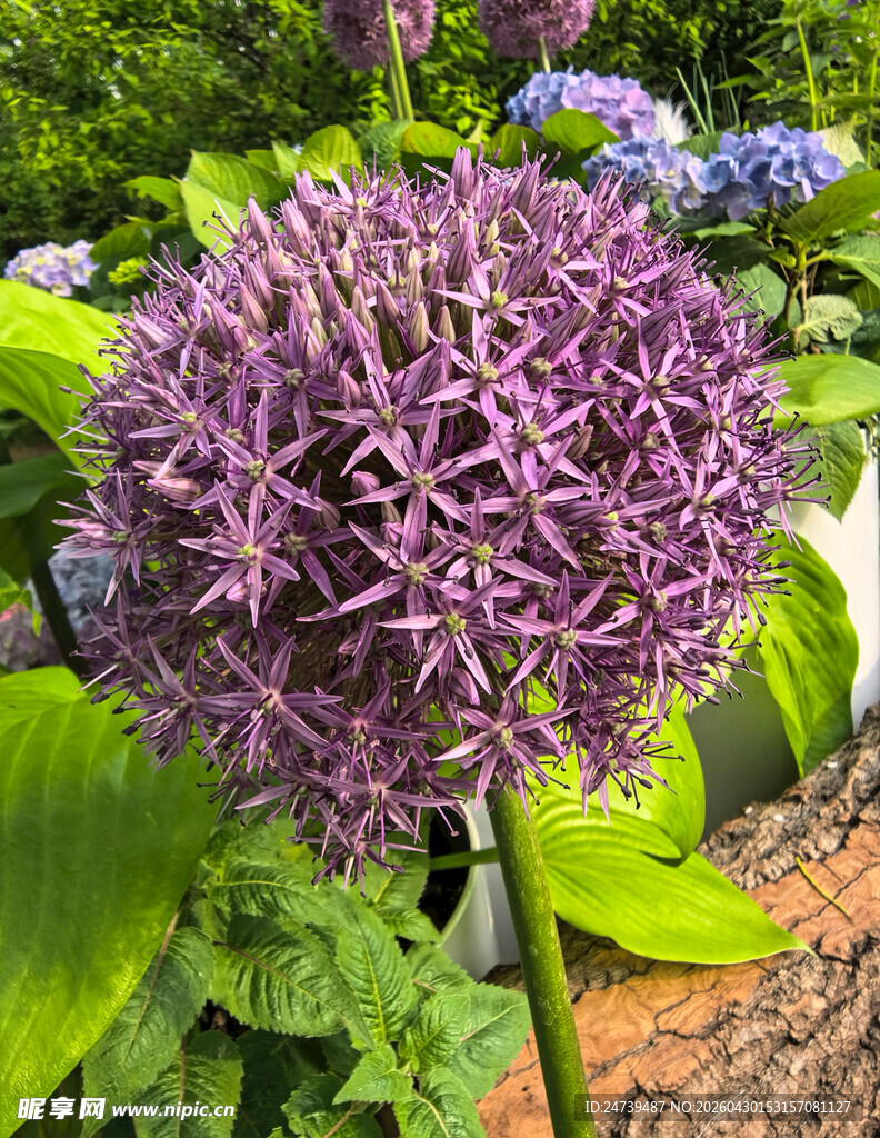 北京海淀公园的花奔展