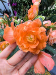 北京海淀公园的花奔展