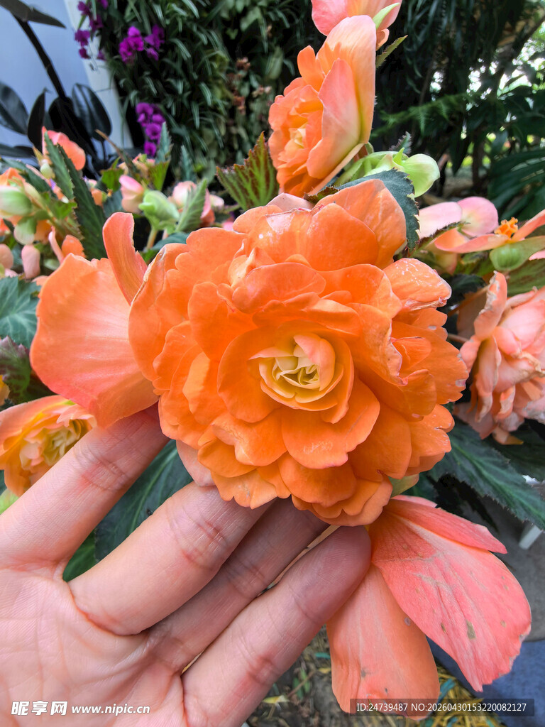 北京海淀公园的花奔展
