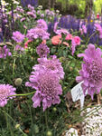 北京海淀公园的花奔展