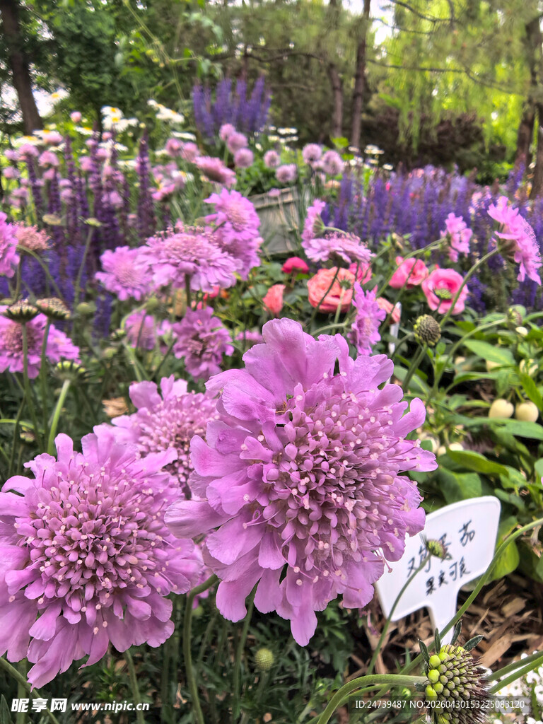 北京海淀公园的花奔展