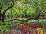 北京海淀公园的花奔展