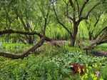 北京海淀公园的花奔展