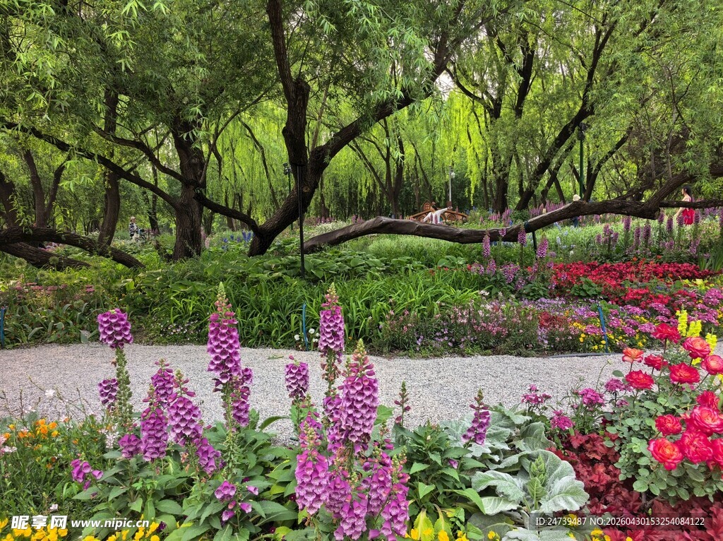 北京海淀公园的花奔展