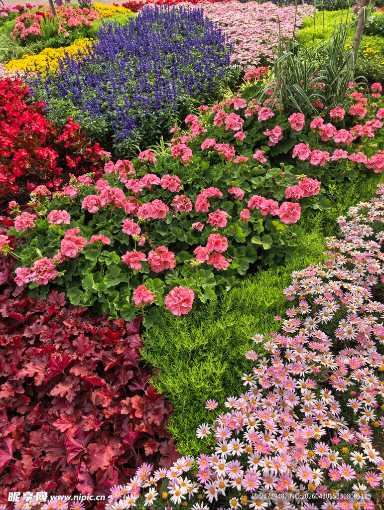 北京海淀公园的花奔展