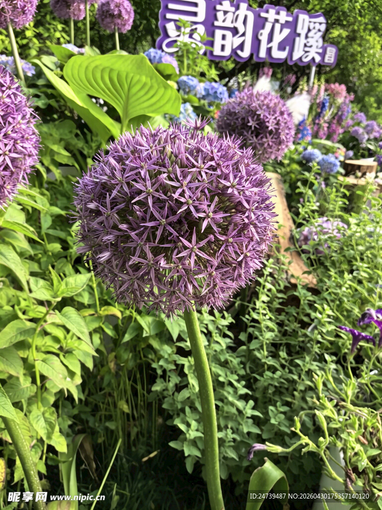 北京海淀公园的花奔展