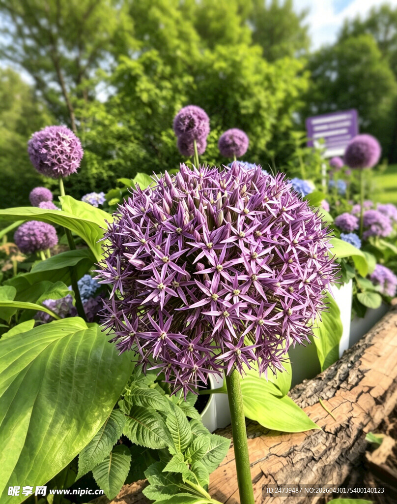 北京海淀公园的花奔展