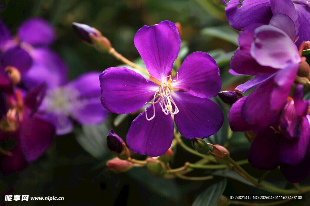 美丽紫花绽放