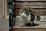 长椅上的花猫