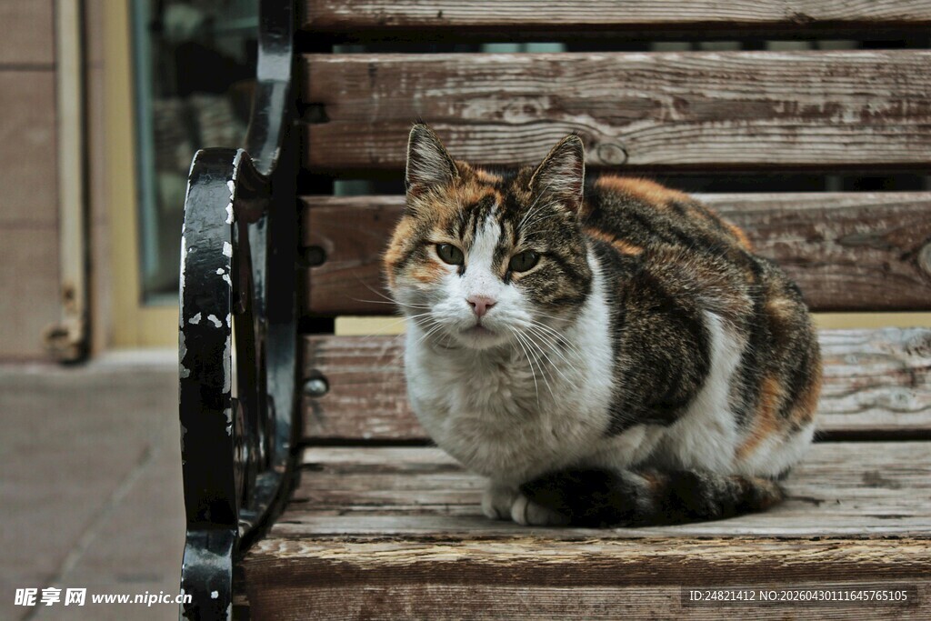 长椅上的花猫