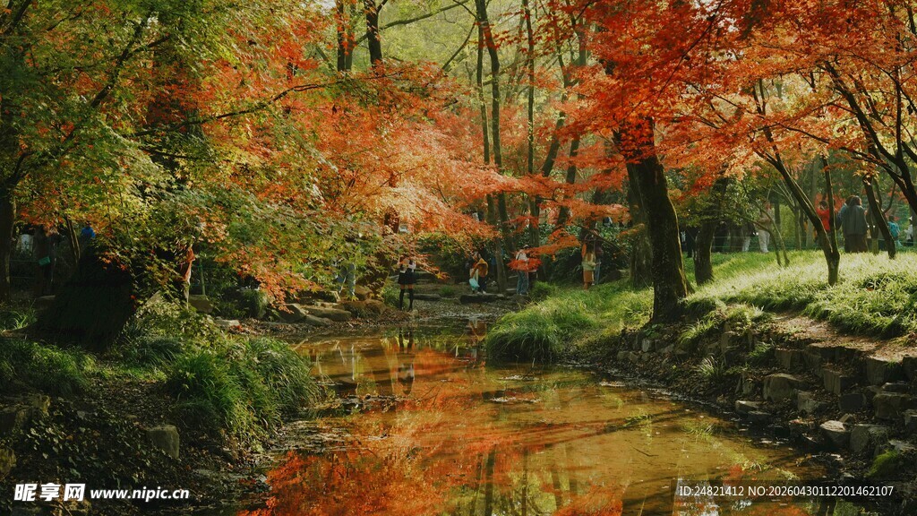 秋日溪边绚烂红叶美景