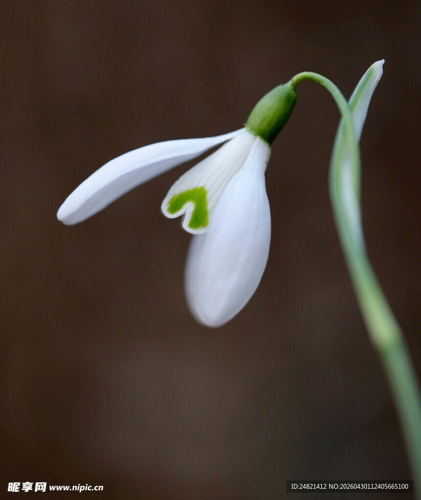 雪花莲特写