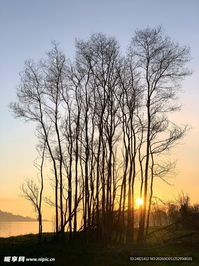 日出下的枯树林景观