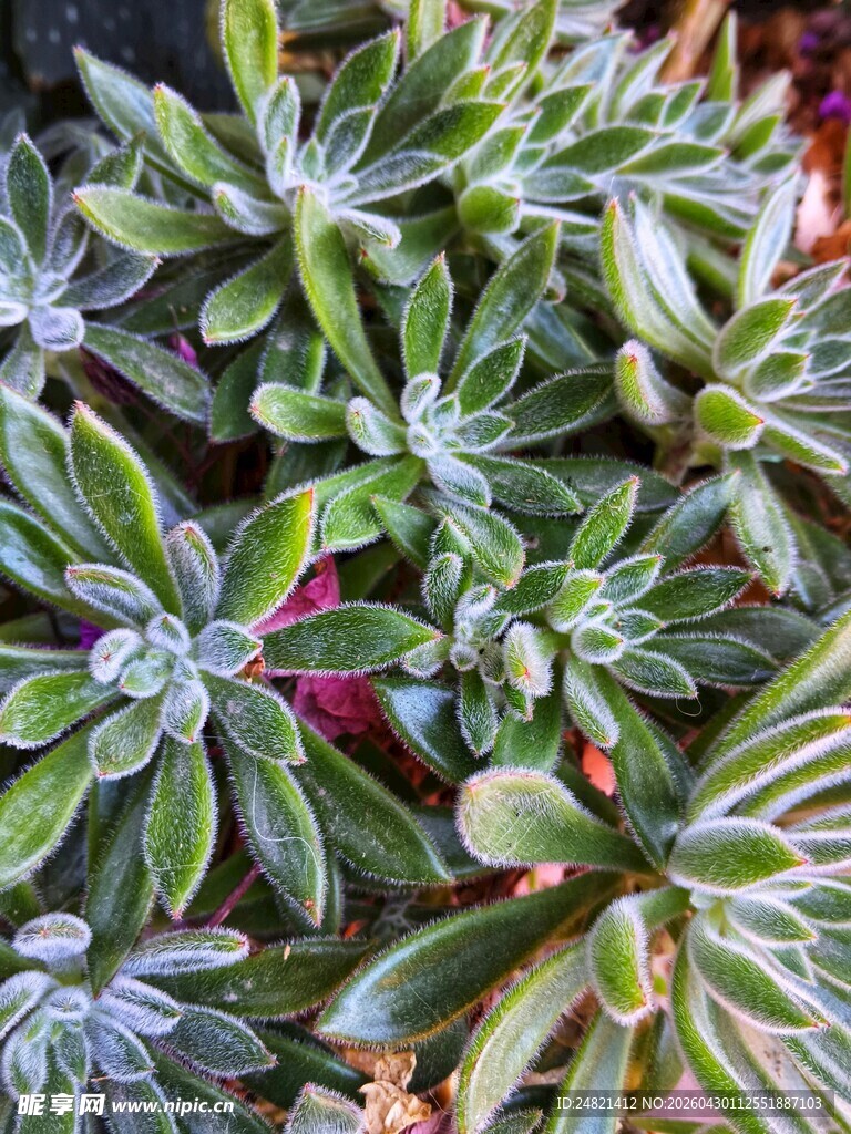 多彩多肉植物特写