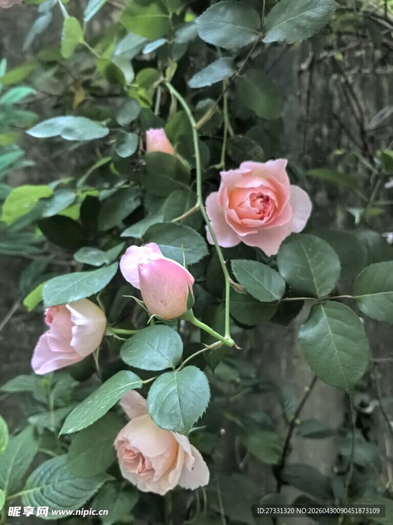 粉色蔷薇花绽放枝头