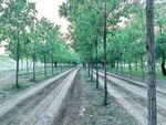 林间交错的泥土小路
