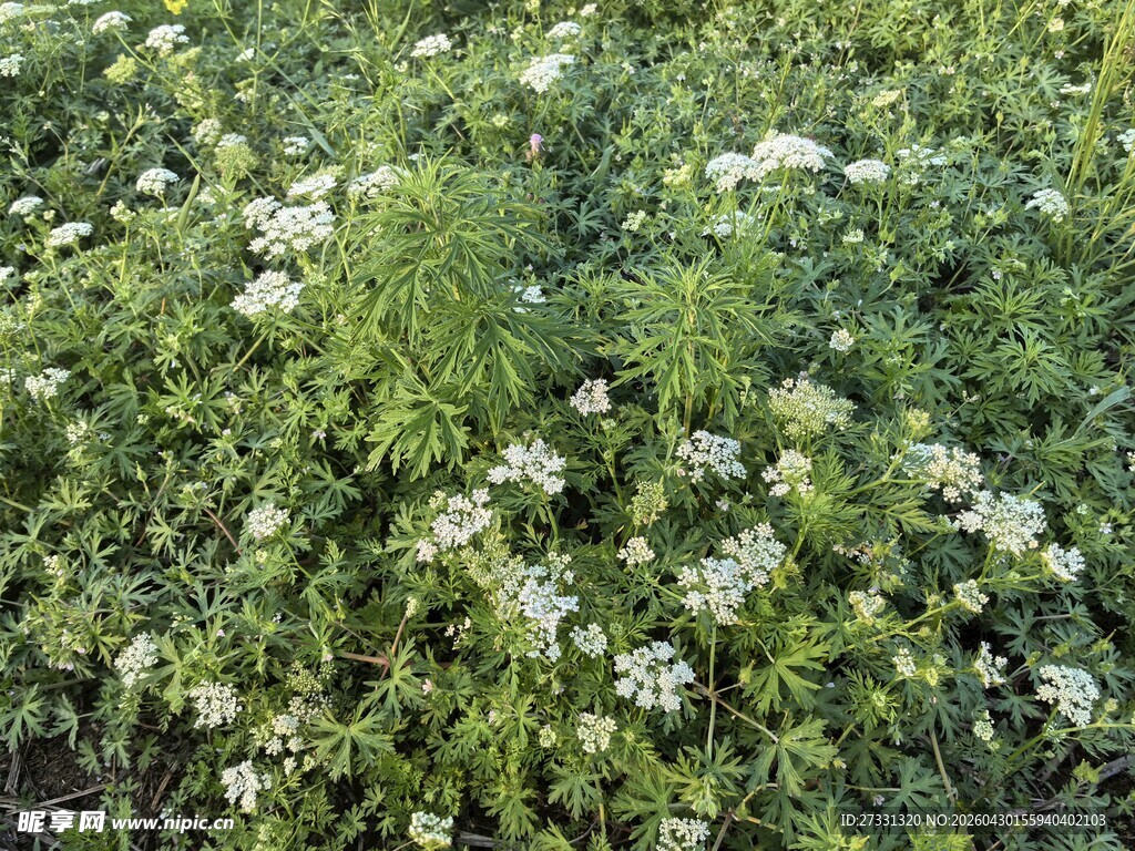 繁茂白花植物景观