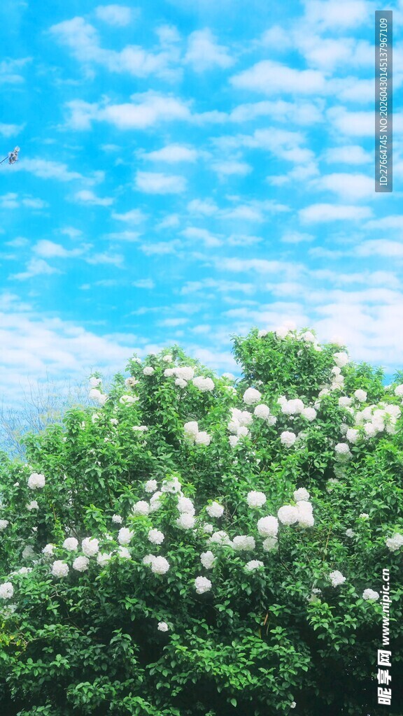 蓝天白云下的繁茂白花树