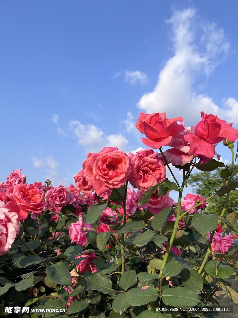 蓝天映衬下的艳丽玫瑰花