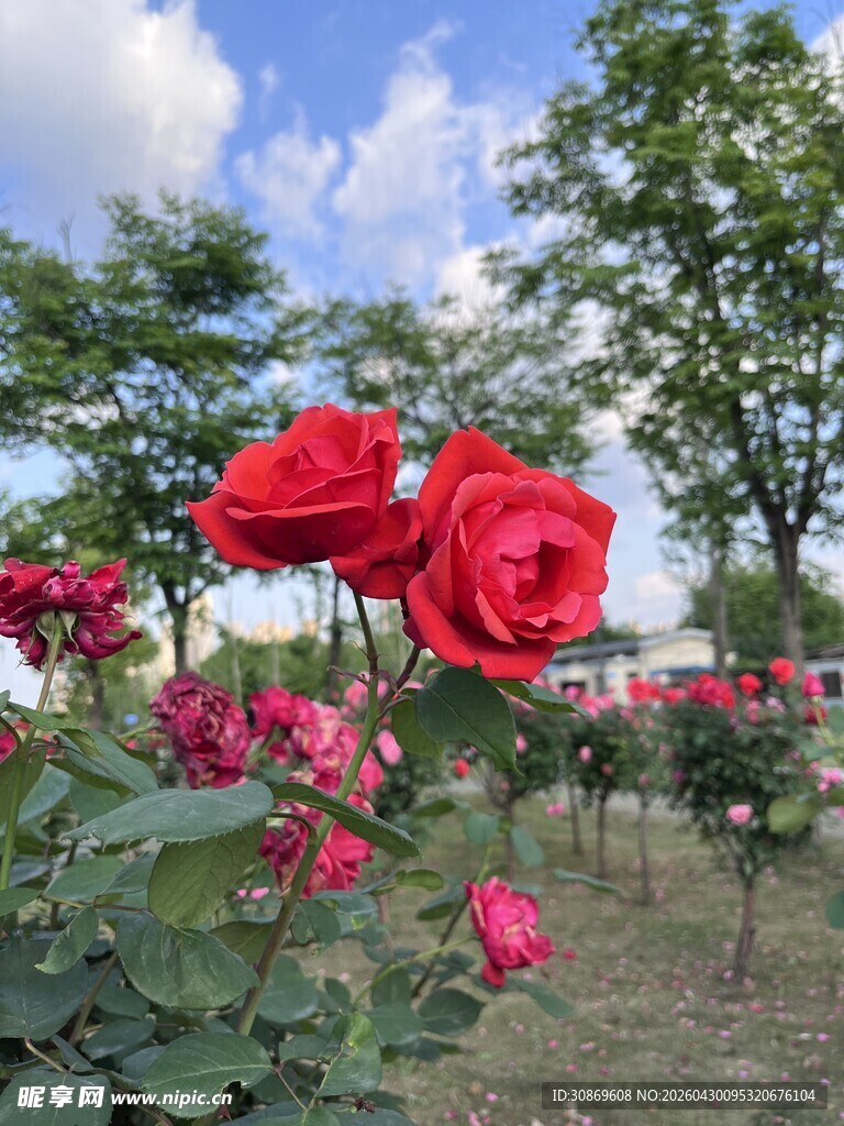 娇艳红玫瑰绽放于林间