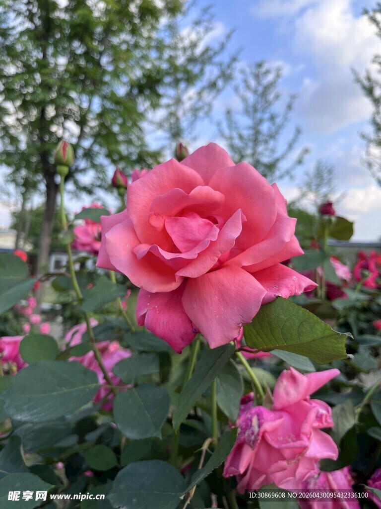 娇艳粉色月季花绽放