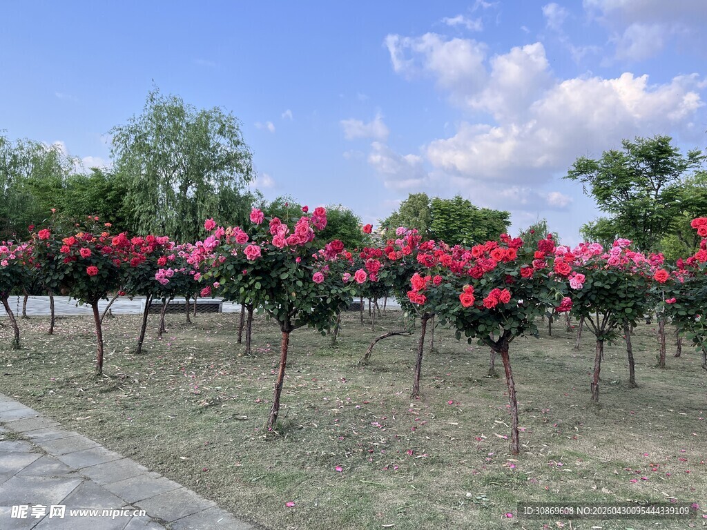 盛开的月季花景观