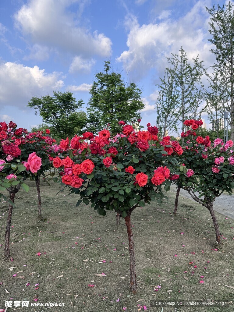 繁花似锦的玫瑰树景观