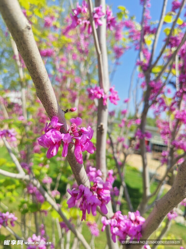 枝头绽放的绚烂紫花
