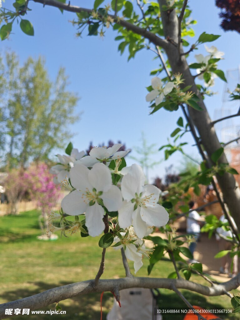枝头绽放的洁白苹果花