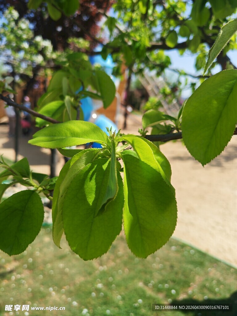 嫩绿树叶特写