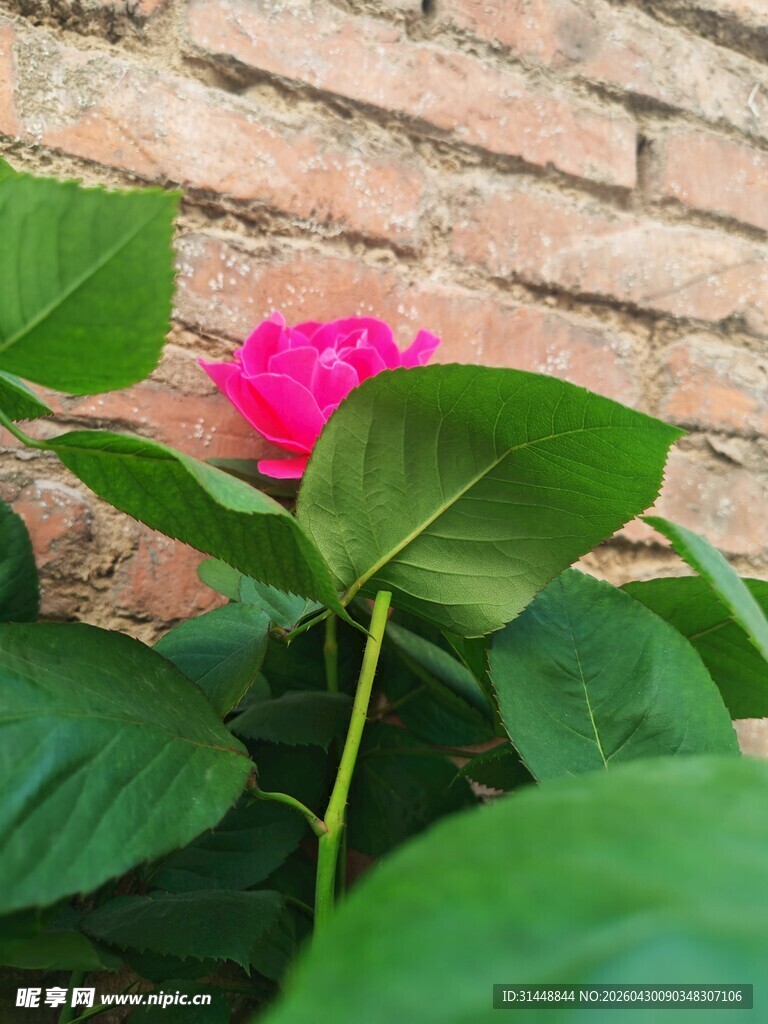 绿叶丛中娇艳的粉色花朵