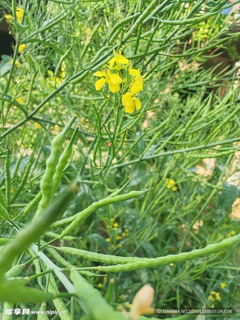 黄色小花的绿色植物