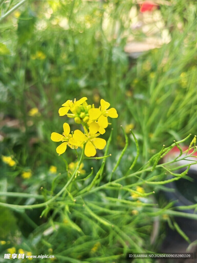 黄色小花绽放于绿叶间